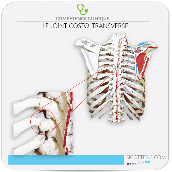 Régin anatomique du joint costo-transverse pour les douleurs dorsale.