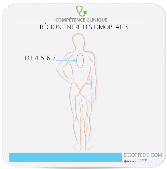 La région entre les deux omoplates et les douleurs.