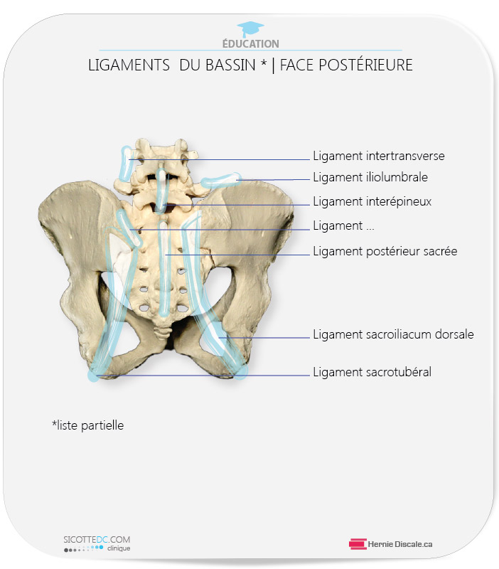 Les ligaments du joint sacro-iliaque face postérieur (une liste partielle)