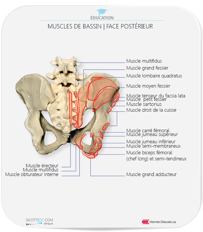 Muscles sacro-iliaque et bassin.