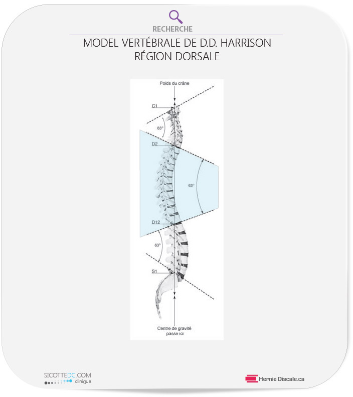 Le modèle de la colonne vertébrale cervical, dorsale et lombaire selon Harrison. Les angles idéals.