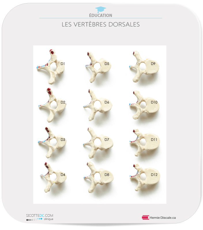 Les vertèbres dorsale - vue côte et supérieur.